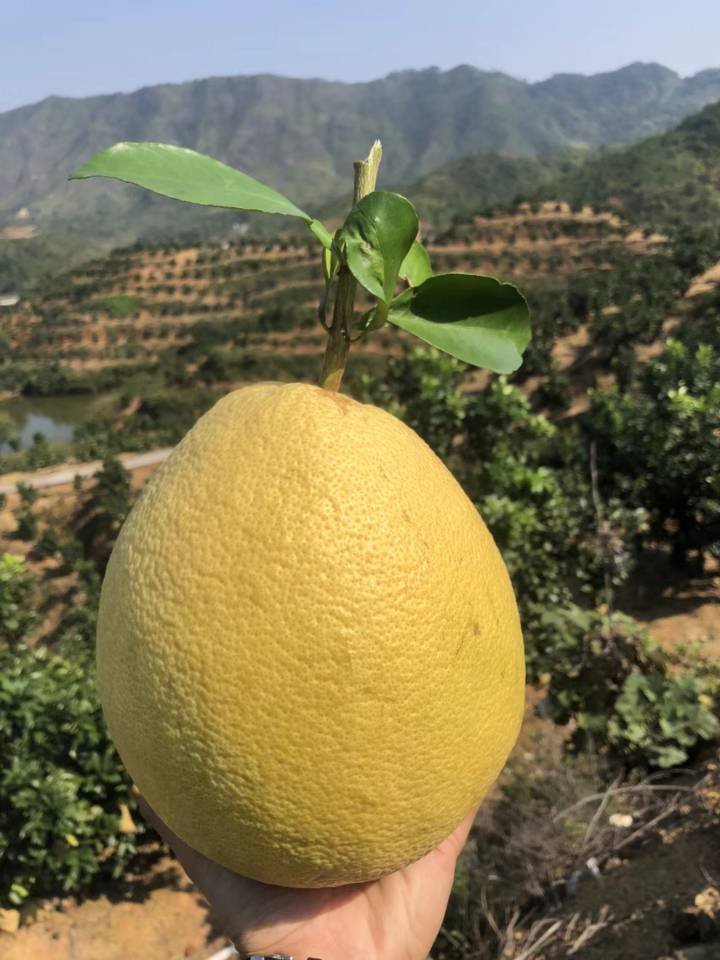 广丰大南本地正宗马家柚种植基地